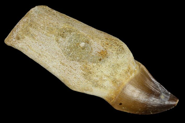 Fossil Rooted Mosasaur (Prognathodon) Tooth - Morocco #116879
